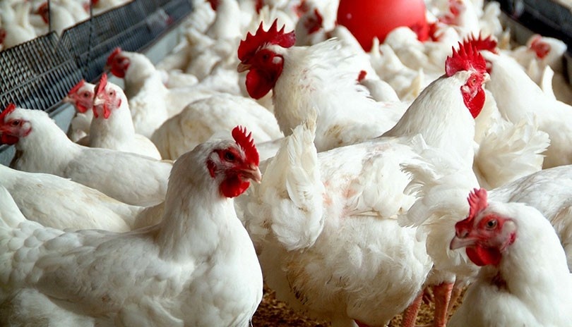 चितवनमा देखियाे कुखुरामा ‘एनेमिया भाइरस’